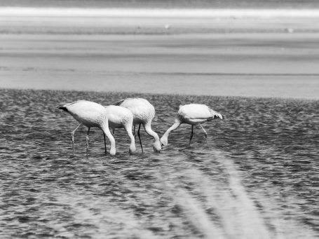 Flamingos, Lagina Colorada